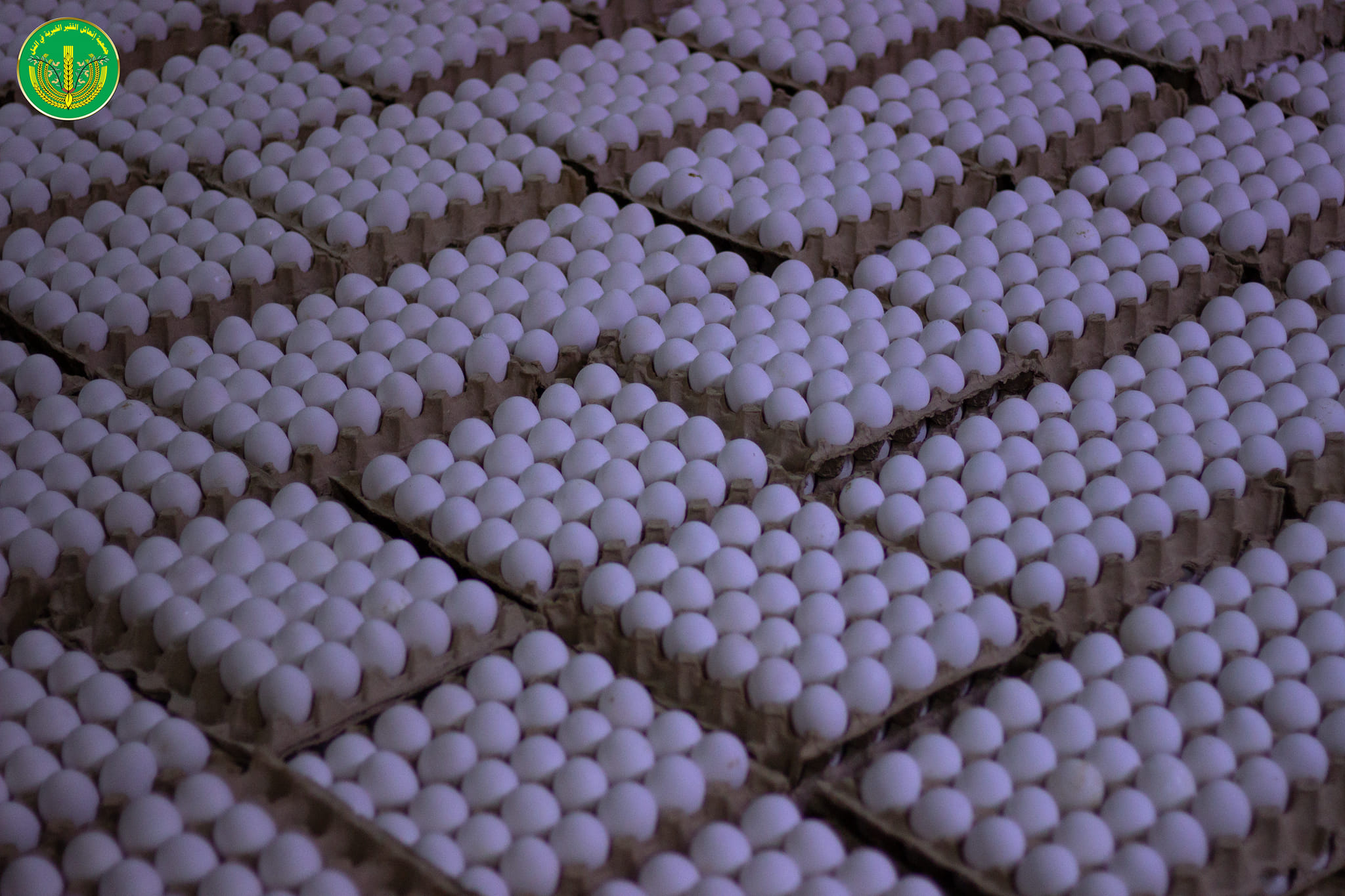 الانتهاء من توزيع المساعدات المالية والعينية لشهر 10 للمدرجين والأيتام في الجمعية.